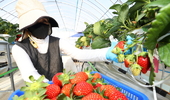 ‘K-딸기’ 보급률 96.3…국내 18품종 판매