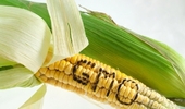 중국 농업부, 신젠타 ‘GMO 옥수수’ 최초 승인