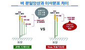 벼·밀농사 기술의 새로운 혁명 ‘원줄기 농법’