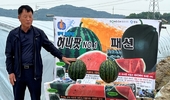 ‘허니팟No.1’, 수박 주산지서 ‘당도 최고’ 입증