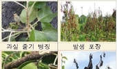 과수화상병 ‘주의→경계’로 위기관리단계 격상