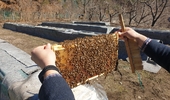 봄철 꿀벌 폐사 줄이려면 월동 꿀벌응애류 방제 필수