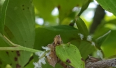 감나무 돌발 해충 ‘갈색날개매미충’ 방제 철저히