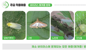 작물 정식 전, 후 반드시 살충제 처리해야