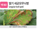 병충초(病蟲草) 바로알기!<14> 세균모무늬병·담배거세미나방·애기가래