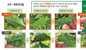 발생 빨라진 ‘진딧물’ 지금이 방제 적기!