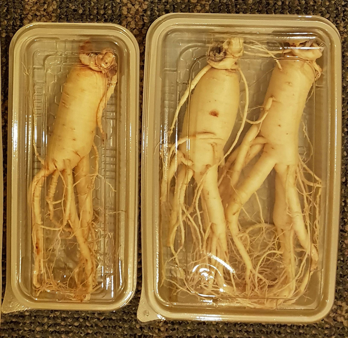 농진청이 신선도 유지 기술을 투입해 세척·포장한 인삼