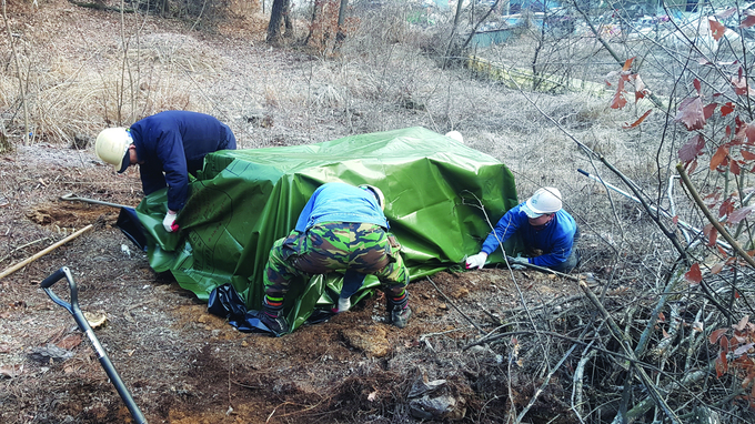 지난해 경북 지역의 산림공무원들이 소나무재선충병 감염나무를 베어 메탐소듐 액제 훈증 처리를 위해 포대로 덮고 있다.