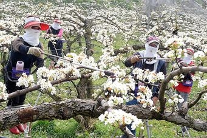 지난해 나주의 한 농가에서 배꽃 인공수분 작업을 하고 있다.<나주시 제공>