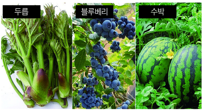 내년부터 두릅·블루베리·수박도 농작물재해보험 대상 품목에 추가된다. 