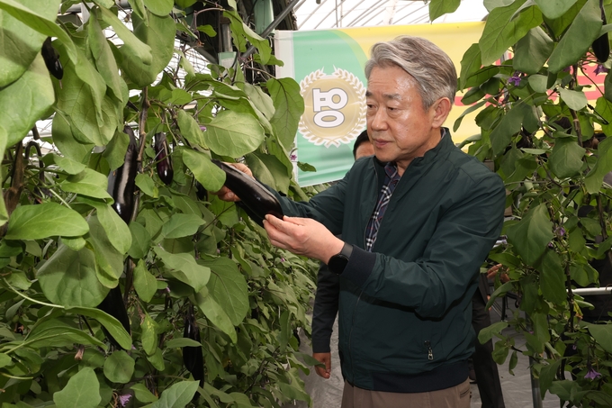 강호동 농협중앙회장이 이달 22일 경기 여주시 가지 농가를 방문해 생육 동향 등을 점검하고 있다.