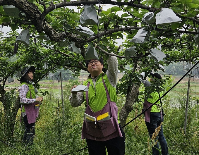 농협경제지주 자재사업부 직원들이 이달 13일 세종특별자치시에 위치한 한 배 농가를 찾아 배 봉지 씌우기 작업을 돕고 있다.