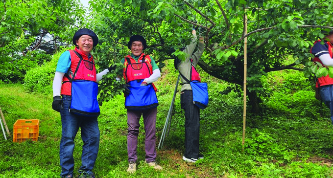 김창수 남해화학 대표(오른쪽)와 오흥석 지리산청학농협 조합장(왼쪽)이 경남 하동군 매실 농가 일손돕기에 참여했다.