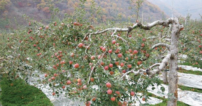국립농산물품질관리원이 농산물우수관리(GAP) 인증을 활성화 하고 농산물 판로 확대를 위한 ‘2025 제11회 GAP 인증 우수사례 경진대회’를 개최한다. 대회 서류 접수 기간은 오는 8월 22일까지이며, 시상식은 10월 열린다.
