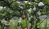 농협경제지주, 농번기 농촌 일손돕기에 구슬땀