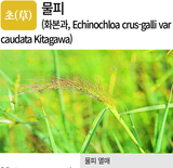 병충초(病蟲草) 바로알기!<15> 줄무늬잎마름병·멸강나방·물피