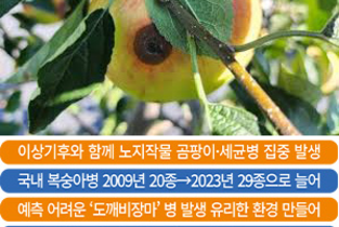 복숭아탄저병, 어린 과실 초기감염 늘고 있다
