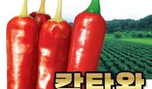 ‘칼탄왕’ 고추, 이상기후에도 뛰어난 내병성!