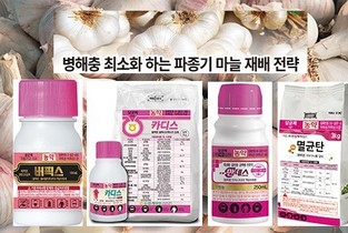 병해충 최소화 하는 파종기 마늘 재배 전략