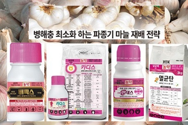 병해충 최소화 하는 파종기 마늘 재배 전략