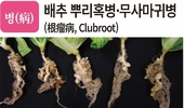 병충초(病蟲草) 바로알기!<19> 배추 뿌리혹병·들민달팽이·개질경이