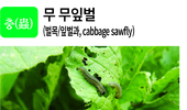 병충초(病蟲草) 바로알기!<20> 무 검은썩음병·무잎벌·가시비름