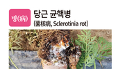 병충초(病蟲草) 바로알기!<21> 당근 균핵병·아메리카잎굴파리·갯드렁새
