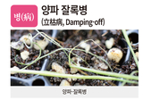 병충초(病蟲草) 바로알기!<22> 양파 잘록병·파총채벌레·돼지풀
