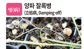 병충초(病蟲草) 바로알기!<22> 양파 잘록병·파총채벌레·돼지풀