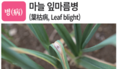 병충초(病蟲草) 바로알기!<23> 마늘 잎마름병․고자리파리·황새냉이