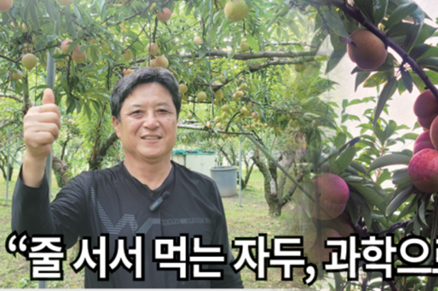 “줄 서서 먹는 자두, 과학으로 키워요”