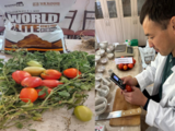 ‘월드일라이트’ 카자흐스탄서 토마토 수확량 80 증대효과 입증