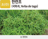 병충초(病蟲草) 바로알기!<24> 콩 균핵병·담배거세미나방·한련초