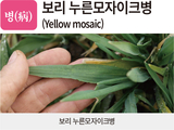 병충초(病蟲草) 바로알기!<25> 보리 누른모자이크병·기장테두리진딧물·광대나물