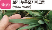 병충초(病蟲草) 바로알기!<25> 보리 누른모자이크병·기장테두리진딧물·광대나물