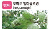 병충초(病蟲草) 바로알기!<26> 토마토 잎마름역병·도둑나방·담쟁이덩굴