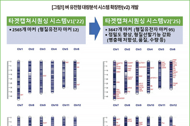 벼 유전형 대량신속 분석해 시장맞춤형 품종 개발
