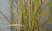 농진청, 기준치 미달 농약 ‘벼(벼멸구)’ 적용대상 삭제