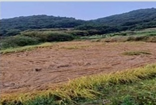 방제 효과 없는 농약(벼멸구 약제 5종) ‘퇴출’한다