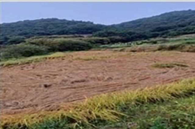 방제 효과 없는 농약(벼멸구 약제 5종) ‘퇴출’한다