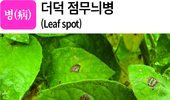 병충초(病蟲草) 바로알기!<27> 더덕 점무늬병·점박이응애·개피