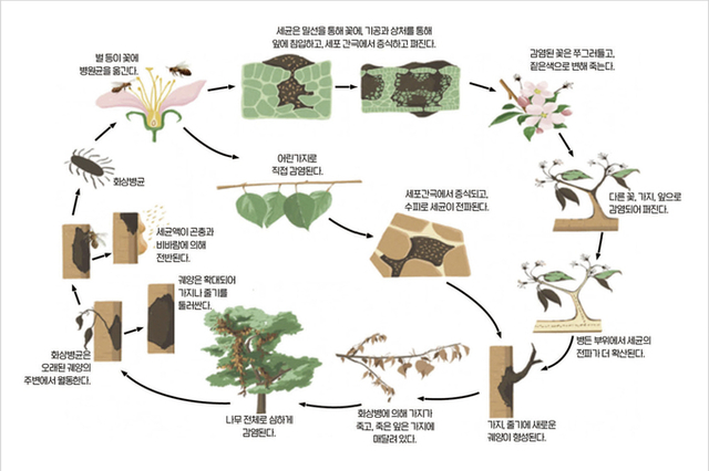 과수화상병! 결코 경계 늦춰선 안 된다