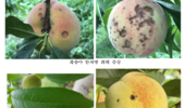 복숭아 탄저병·세균구멍병, 봉지 씌우기 전 예방 방제