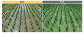 경농 ‘엔페라’ 이앙동시제초제, 벼 안전성과 방제효과 주목
