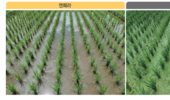 경농 ‘엔페라’ 이앙동시제초제, 벼 안전성과 방제효과 주목