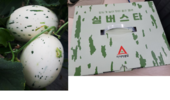 아시아종묘, 함안 백자멜론 ‘실버스타’ 올해의 첫 상품 출하