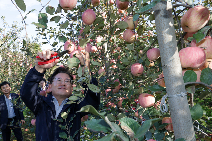 사과 과수원과 농업 적응 현장